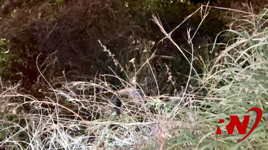 Jovem é encontrado morto na BR 343 próximo a Campo Maior. Foto: rapadura news Jovem é encontrado morto na BR 343 próximo a Campo Maior. Foto: rapadura news