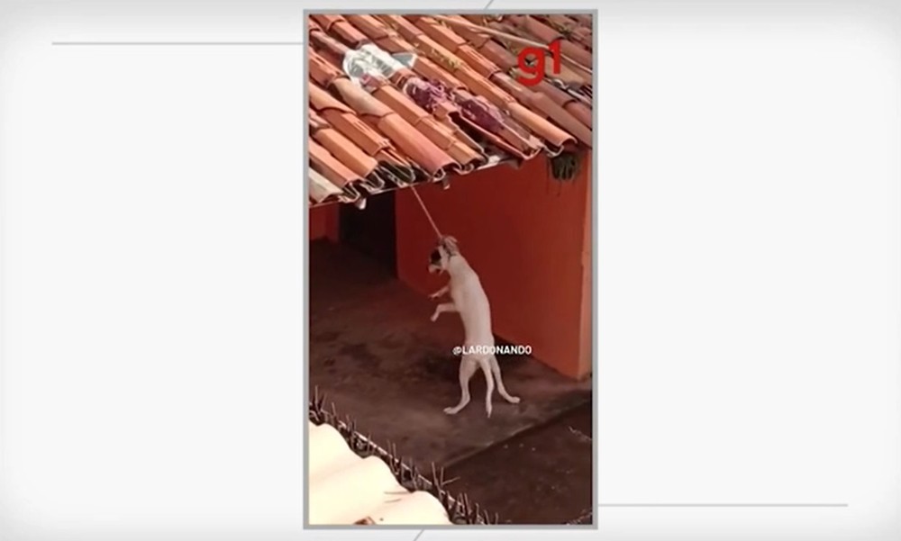Cão amarrado em corda é resgatado e tutor é preso Cão amarrado em corda é resgatado e tutor é preso